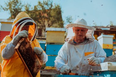 Arı yetiştiricileri tarladaki arı kovanında bal arıyor. Arı fabrikasının küçük işletme sahipleri. Arılarla ve arı kovanlarıyla çalışan doğal sağlıklı gıda üreticileri.