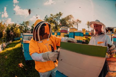 Arı yetiştiricisi tarladaki arı kovanında bal kontrolü yapıyor. Arı kovanında küçük bir işletme sahibi. Arılarla ve arı kovanlarıyla çalışan doğal sağlıklı gıda üreticileri.