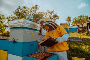 Arı yetiştiricileri tarladaki arı kovanında bal arıyor. Arı fabrikasının küçük işletme sahipleri. Arılarla ve arı kovanlarıyla çalışan doğal sağlıklı gıda üreticileri.