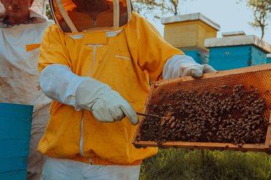 Arı yetiştiricileri tarladaki arı kovanında bal arıyor. Arı fabrikasının küçük işletme sahipleri. Arılarla ve arı kovanlarıyla çalışan doğal sağlıklı gıda üreticileri.