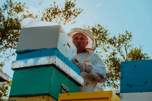 養蜂家は畑の養蜂場で蜂蜜をチェックしています 天然の健康食品の生産者は リンゴです ミツバチや養蜂家と協力している小規模事業主 — ストック写真