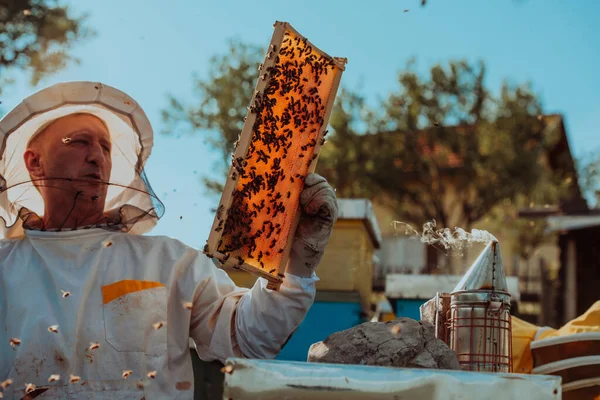 양봉가들은 벌통의 틀에서 살펴보고 양봉원의 소규모 사업주들 건강에 업자들 양봉원에서 — 스톡 사진
