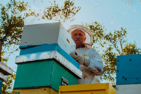 Včelař Kontroluje Med Rámu Úlu Poli Přírodní Zdravá Výživa Produkční — Stock fotografie