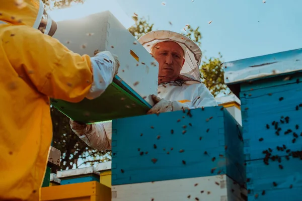 Biodlarna Kollar Honung Bikupan Ute Fältet Småföretagare Bigård Naturlig Hälsosam — Stockfoto