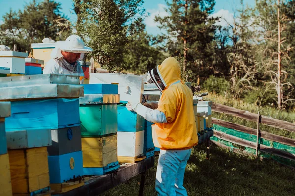 Včelaři Zkontrolují Med Rámu Úlů Terénu Včelaři Kontrolují Kvalitu Medu — Stock fotografie
