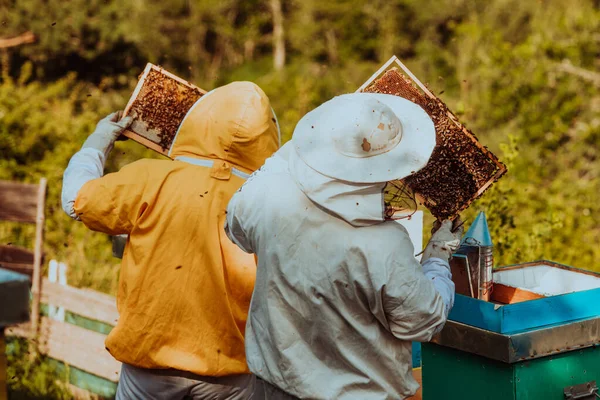 养蜂人在田野的蜂箱里检查蜂蜜 小企业主在Apiary 天然健康食品的生产者在蚜虫上与蜜蜂和蜂窝一起工作 — 图库照片