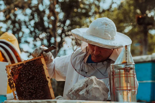 Beekeepers check the honey on the hive frame in the field. Beekeepers check honey quality and honey parasites. A beekeeper works with bees and beehives in an apiary. Small business concept