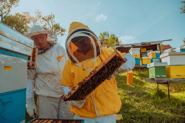 Beekeepers check the honey on the hive frame in the field. Beekeepers check honey quality and honey parasites. A beekeeper works with bees and beehives in an apiary. Small business concept