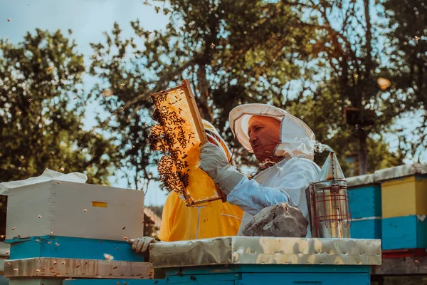 Apicultores Revisando Miel Marco Colmena Campo Propietarios Pequeñas Empresas Apiary —  Fotos de Stock