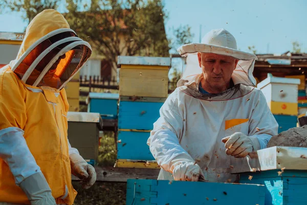 Včelaři Kontrolují Med Rámu Úlu Terénu Majitelé Malých Podniků Včelíně — Stock fotografie
