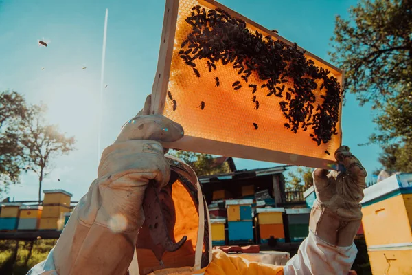 Szerokie Ujęcie Pszczelarza Trzymającego Ramę Ula Wypełnioną Miodem Świetle Słonecznym — Zdjęcie stockowe