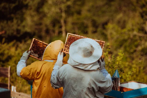 Méhészek Ellenőrzik Mézet Méhkason Mezőn Kisvállalkozások Tulajdonosai Méhészetben Természetes Egészséges — Stock Fotó