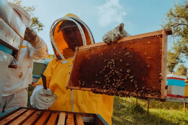 养蜂人在田里的蜂箱上检查蜂蜜 养蜂人在Apiary 养蜂人在养蜂场与蜜蜂和蜂窝一起工作 小企业概念 — 图库照片