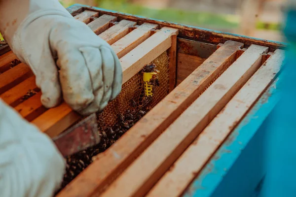 Μελισσοκόμος Ελέγχει Τις Βασίλισσες Για Την Κηρήθρα Μελισσοκόμοι Ελέγχουν Την — Φωτογραφία Αρχείου