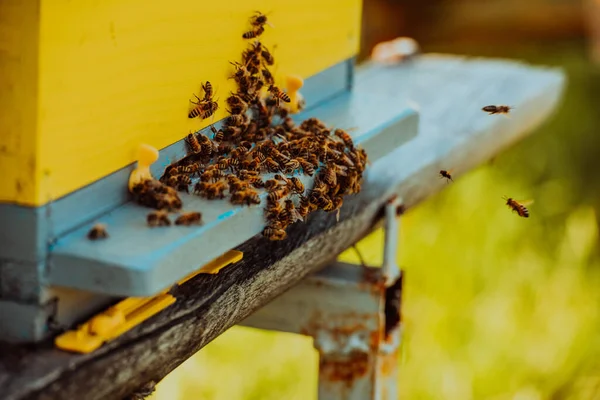 Arıların Polen Taşıyarak Kovanın Etrafında Dolaştığı Yakın Bir Fotoğraf — Stok fotoğraf