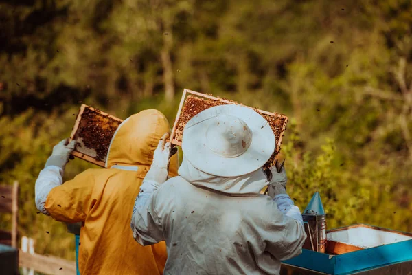 Μελισσοκόμοι Ελέγχουν Μέλι Στην Κυψέλη Στο Χωράφι Ιδιοκτήτες Μικρών Επιχειρήσεων — Φωτογραφία Αρχείου