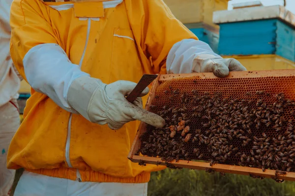 养蜂人检查蜂后是否有蜂窝 养蜂人检查蜂蜜质量和蜂蜜寄生虫 养蜂人在养蜂场与蜜蜂和蜂窝一起工作 — 图库照片