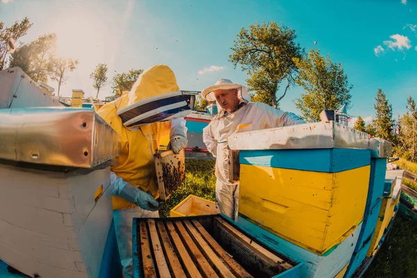 Пчеловод Проверяет Мед Раме Улья Поле Владелец Малого Бизнеса Пасеке — стоковое фото