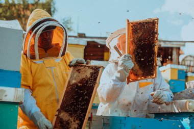 Arı yetiştiricileri tarladaki arı kovanında bal arıyor. Arı fabrikasının küçük işletme sahipleri. Arılarla ve arı kovanlarıyla çalışan doğal sağlıklı gıda üreticileri.