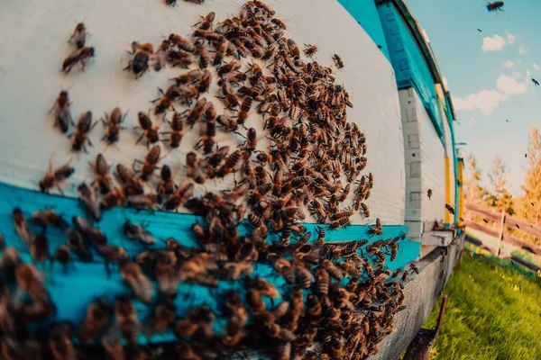 Közelkép Kaptárban Lebegő Méhekről Ahol Virágport Hordanak — Stock Fotó