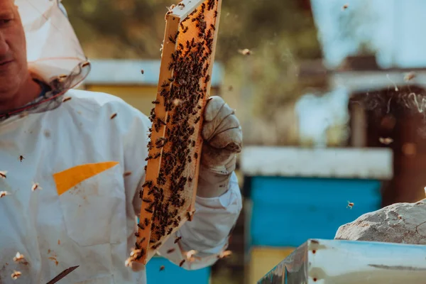 Biodlaren Kollar Honung Bikupan Ute Fältet Småföretagare Bigård Naturlig Hälsosam — Stockfoto