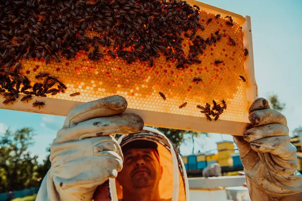 Wide Shot Beekeeper Holding Beehive Frame Filled Honey Sunlight Field — Stock Photo, Image