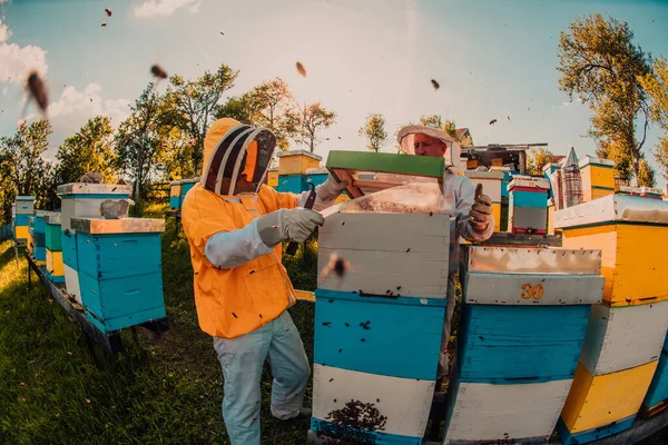 養蜂家は畑の養蜂場で蜂蜜をチェックしています 小企業の経営者だ ミツバチや養蜂で働く天然の健康食品の生産者 — ストック写真