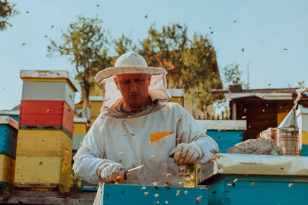 Včelař Kontroluje Med Rámu Úlu Poli Včelař Včelíně Včelař Pracuje — Stock fotografie