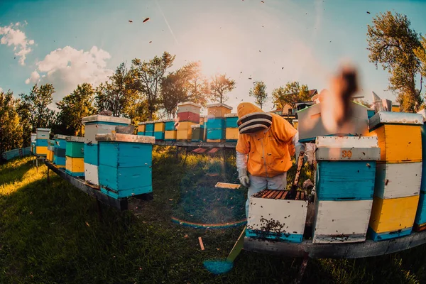 養蜂家は畑の養蜂場で蜂蜜をチェックしています 養蜂家の仕事だ 養蜂家は養蜂家の蜂や養蜂家と協力しています 中小企業コンセプト — ストック写真