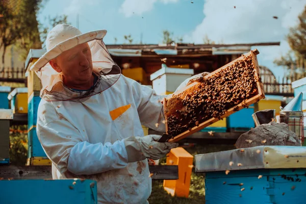 양봉가들은 벌통의 틀에서 살펴보고 양봉원의 소규모 사업주들 건강에 업자들 양봉원에서 — 스톡 사진