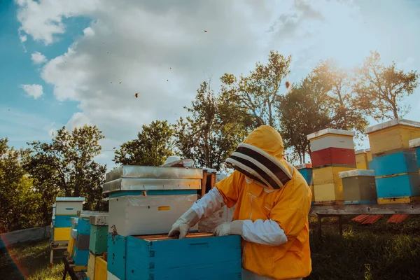 养蜂人在田里的蜂箱上检查蜂蜜 养蜂人在Apiary 养蜂人在养蜂场与蜜蜂和蜂窝一起工作 小企业概念 — 图库照片