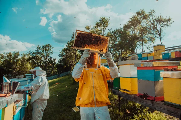 Arı Yetiştiricisi Tarladaki Arı Kovanında Bal Kontrolü Yapıyor Arı Kovanında — Stok fotoğraf