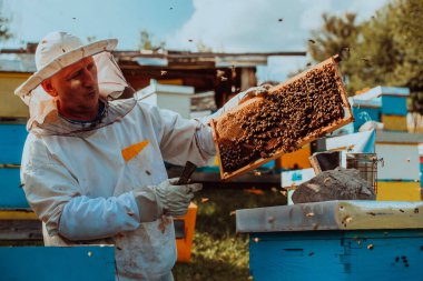 Beekeeper checking honey on the beehive frame in the field. Beekeeper on apiary. Beekeeper is working with bees and beehives on the apiary. Small business concept  clipart