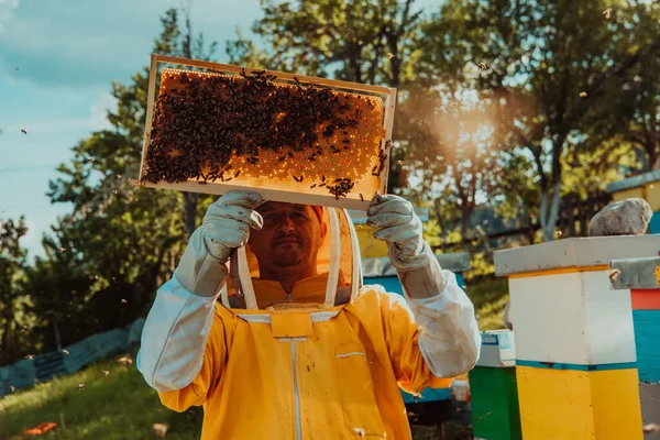 Biodlarna Kollar Honungen Kupan Fältet Biodlarna Kontrollerar Honungskvaliteten Och Honungsparasiterna — Stockfoto