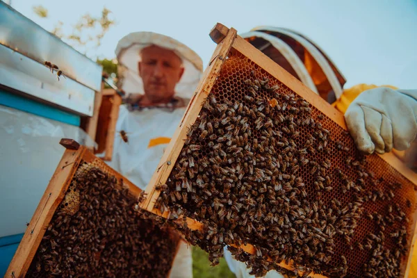 养蜂人在田野的蜂箱里检查蜂蜜 小企业主在Apiary 天然健康食品的生产者在蚜虫上与蜜蜂和蜂窝一起工作 — 图库照片