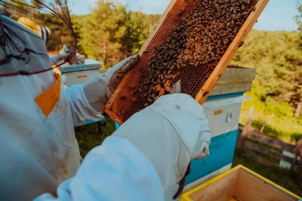 Пчеловод Проверяет Мед Раме Улья Поле Владелец Малого Бизнеса Пасеке — стоковое фото