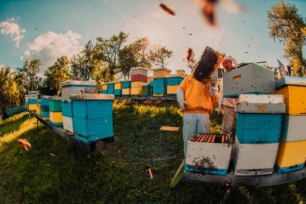 Pszczelarze Sprawdzają Miód Ramie Ula Polu Pszczelarze Sprawdzają Jakość Miodu — Zdjęcie stockowe