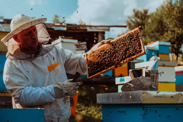 Včelař Drží Včelí Rám Naplněný Medem Proti Slunečnímu Svitu Poli — Stock fotografie