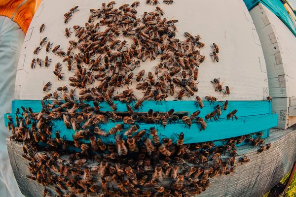 Nahaufnahme Von Bienen Die Den Bienenstock Schweben Und Pollen Tragen — Stockfoto