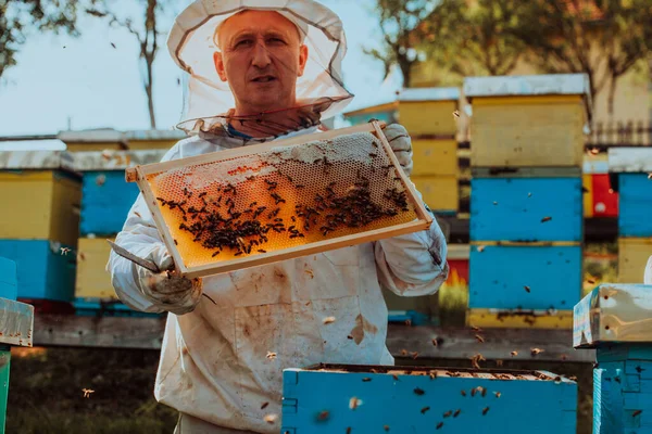 Arı Yetiştiricisi Tarladaki Arı Kovanında Bal Kontrolü Yapıyor Arı Kovanında — Stok fotoğraf