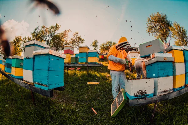 Μελισσοκόμος Ελέγχει Μέλι Στην Κυψέλη Στο Χωράφι Μελισσοκόμος Στο Μελισσοκομείο — Φωτογραφία Αρχείου