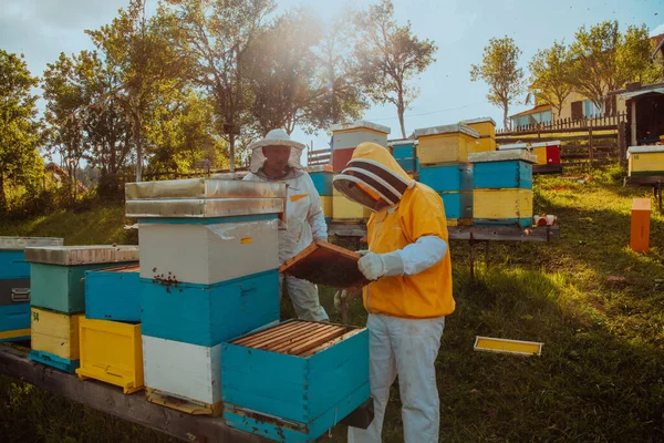 Imkers Controleren Honing Het Bijenkorf Het Veld Kleine Ondernemers Bijenstal — Stockfoto