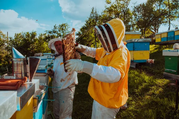 Imker Controleert Honing Het Bijenkorf Het Veld Kleine Ondernemer Bijenstal — Stockfoto