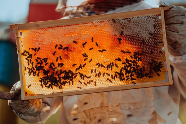 Méhész Ellenőrzi Mézet Méhkason Mezőn Kisvállalkozás Tulajdonosa Méhészetben Természetes Egészséges — Stock Fotó
