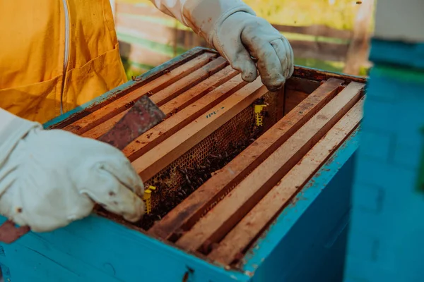Pszczelarz Sprawdza Królową Pod Kątem Plastra Miodu Pszczelarze Sprawdzają Jakość — Zdjęcie stockowe