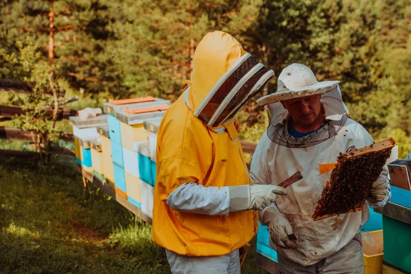 Imker Kontrollieren Den Honig Auf Dem Bienenstock Auf Dem Feld — Stockfoto