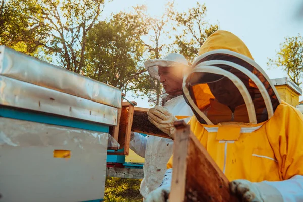 Μελισσοκόμοι Ελέγχουν Μέλι Στην Κυψέλη Στο Χωράφι Ιδιοκτήτες Μικρών Επιχειρήσεων — Φωτογραφία Αρχείου