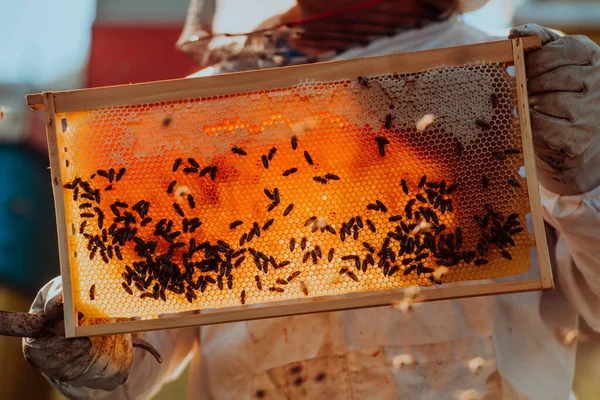 Бджоляр Перевіряє Мед Вулик Полі Власник Малого Бізнесу Пасіці Натуральні — стокове фото