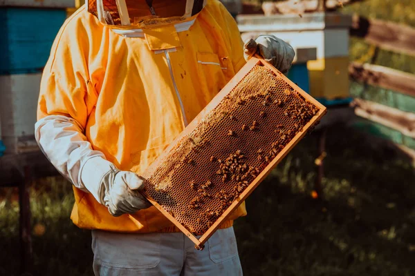 养蜂人在田里的蜂箱上检查蜂蜜 小企业主在4月1日 天然健康食品的生产者在蚜虫上与蜜蜂和蜂窝一起工作 — 图库照片