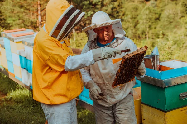 Pszczelarze Sprawdzają Miód Ramie Ula Polu Właściciele Małych Firm Pasiece — Zdjęcie stockowe